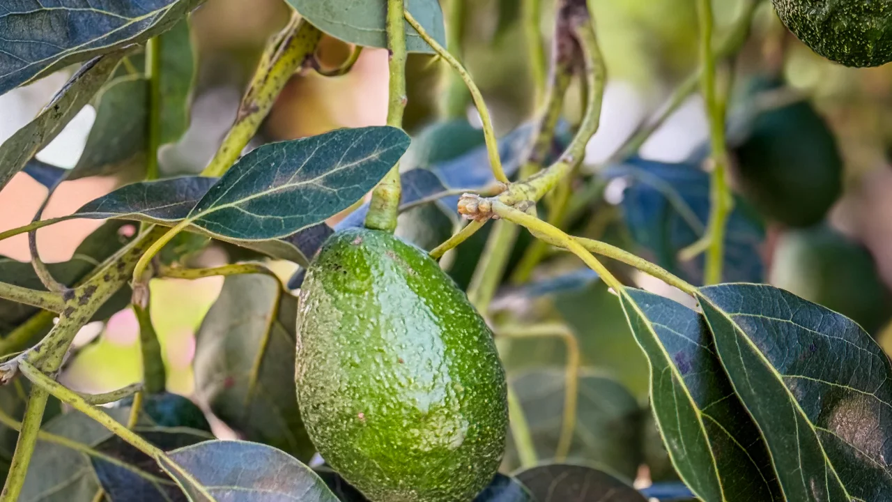 Aguacate premium de Jalisco