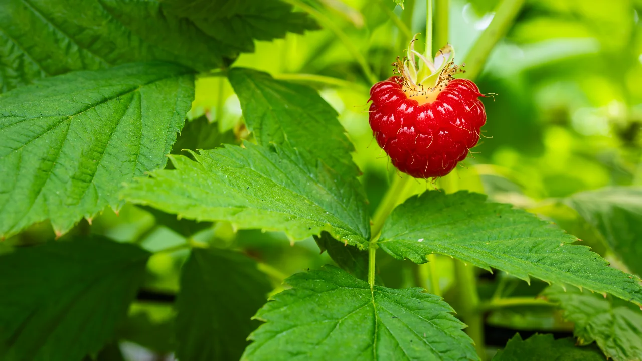 Frambuesa premium de Jalisco