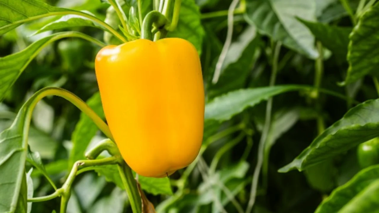 Pimiento morrón premium de Jalisco